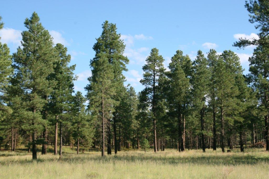 7337 Forest Service 122 Road, Happy Jack, AZ 86024 — Photo 1 of 33