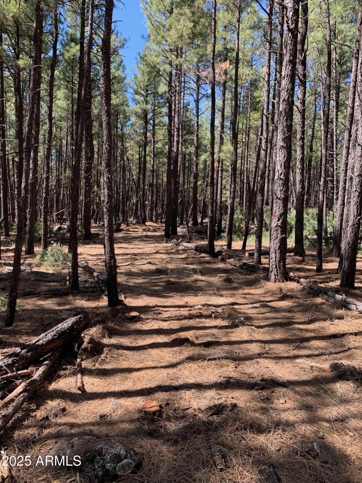 TBD Dynamite Road -, Lakeside, AZ 85929 — Photo 1 of 3