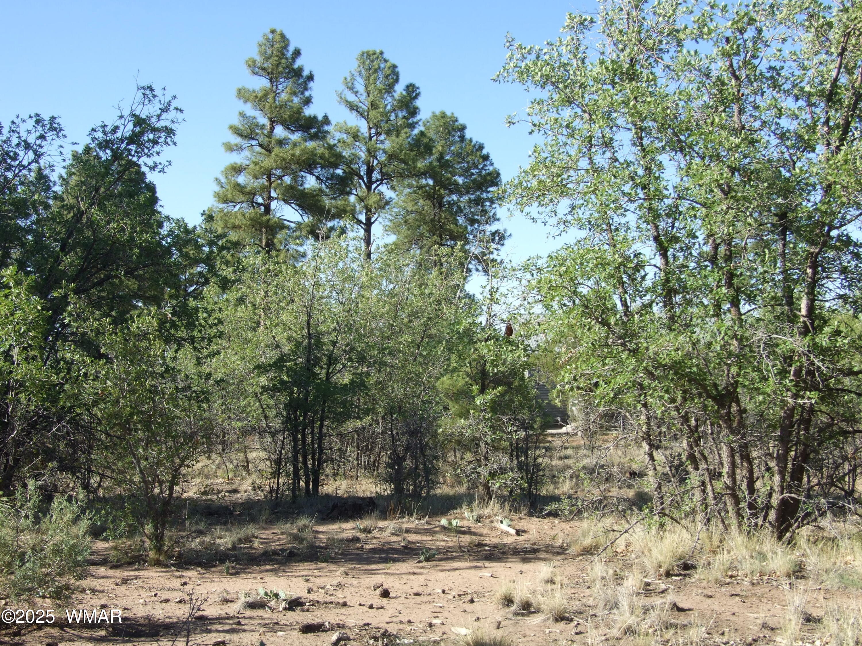Parcel E Lamb Dr, Pinedale, AZ 85934