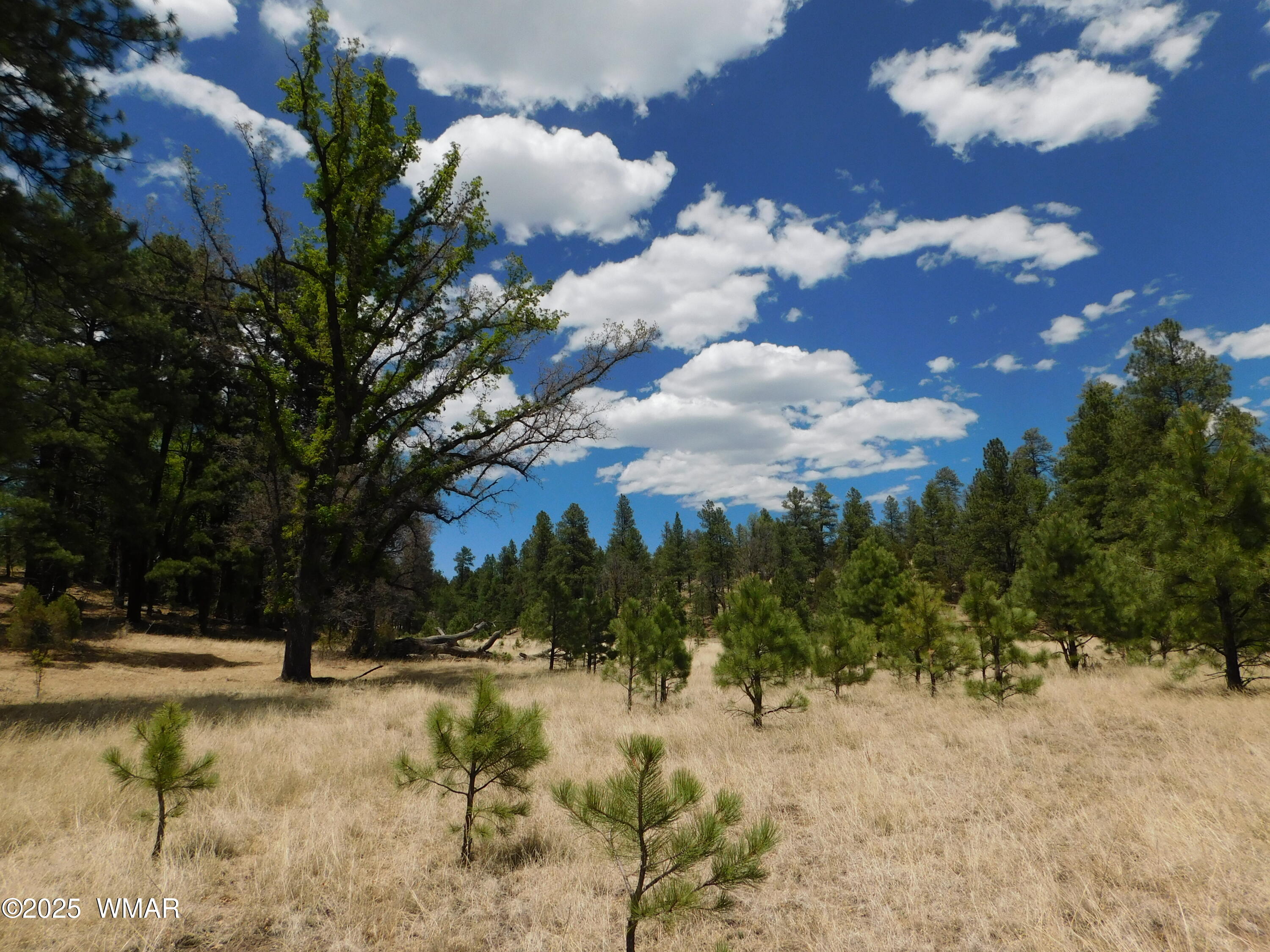 10 N2310, Alpine, AZ 85920