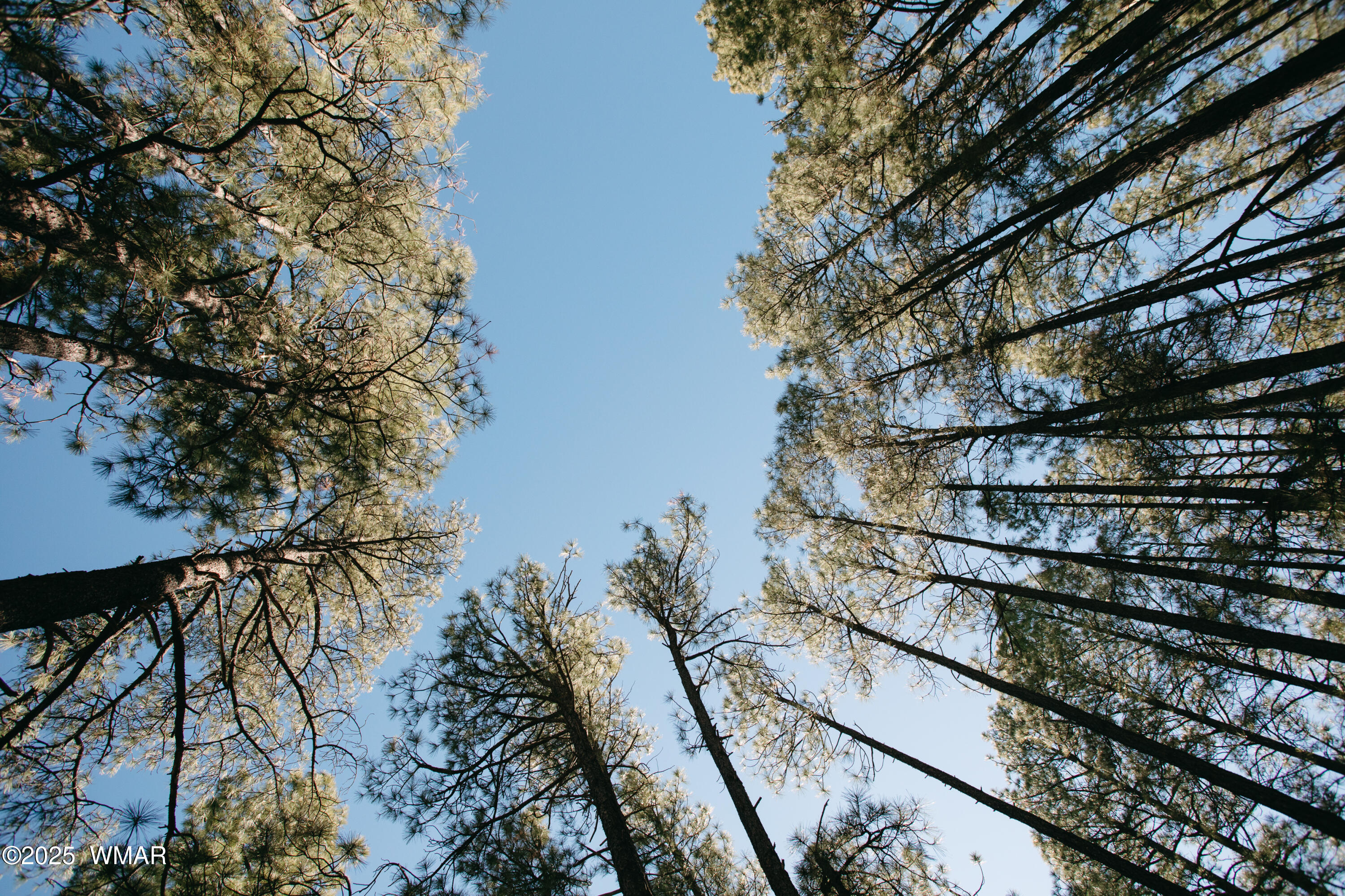 5512 Quail Run, Pinedale, AZ 85934