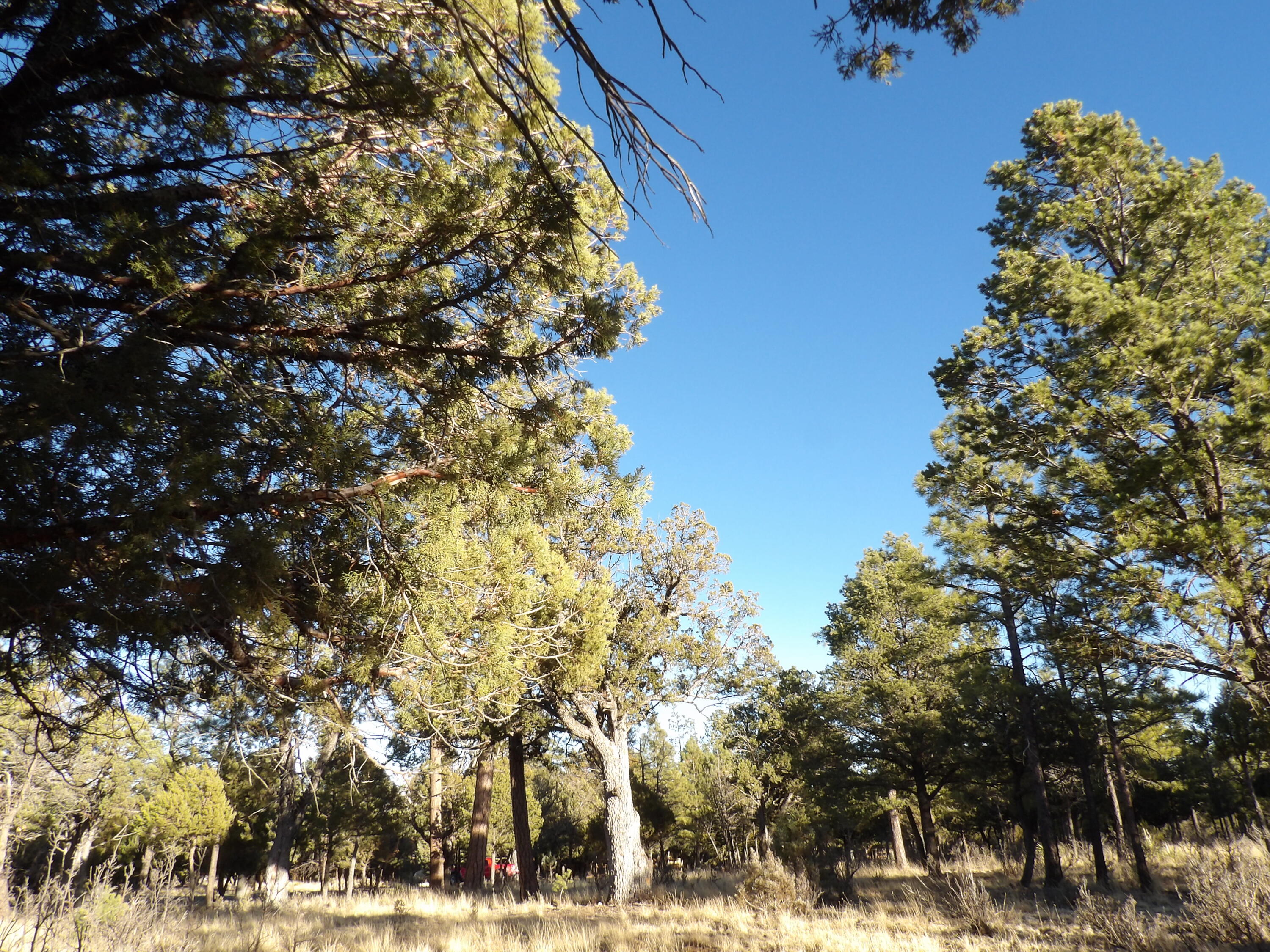 2570 Kettle Way, Happy Jack, AZ 86024