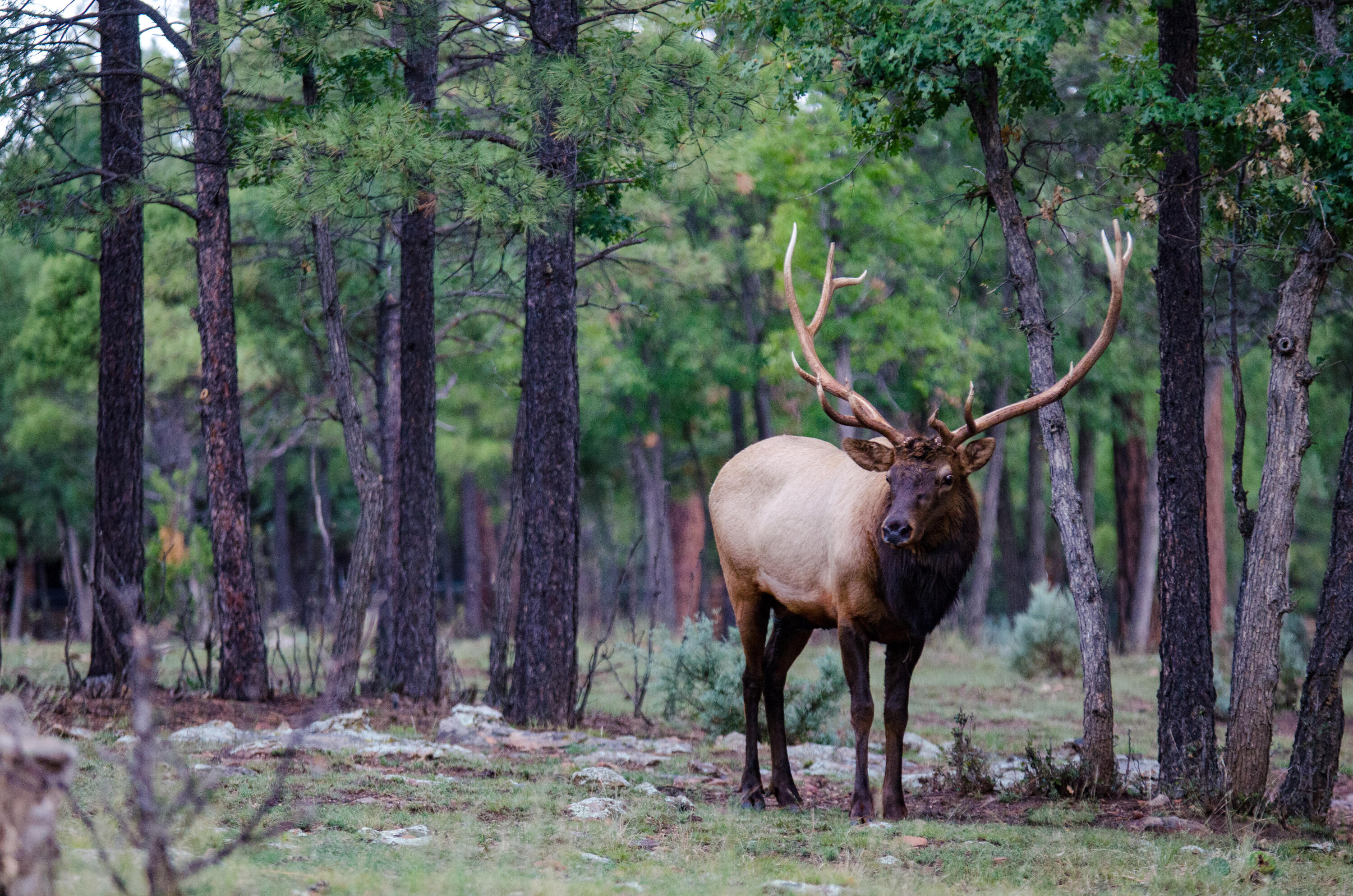 7800 Forest Service 122 Rd Tract 9B, Happy Jack, AZ 86024