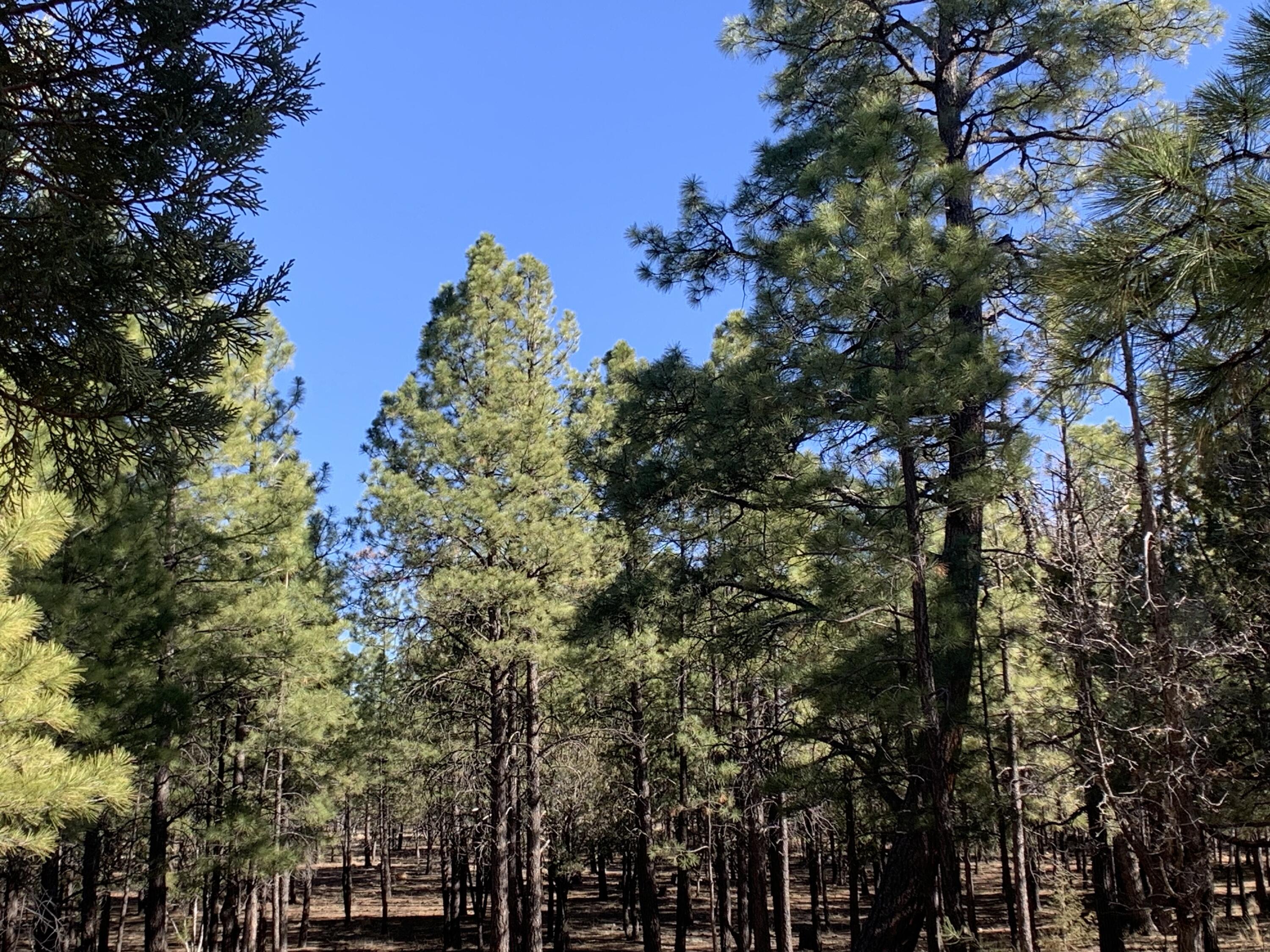 4566 Hackamore Way, Happy Jack, AZ 86024 — Photo 1 of 16