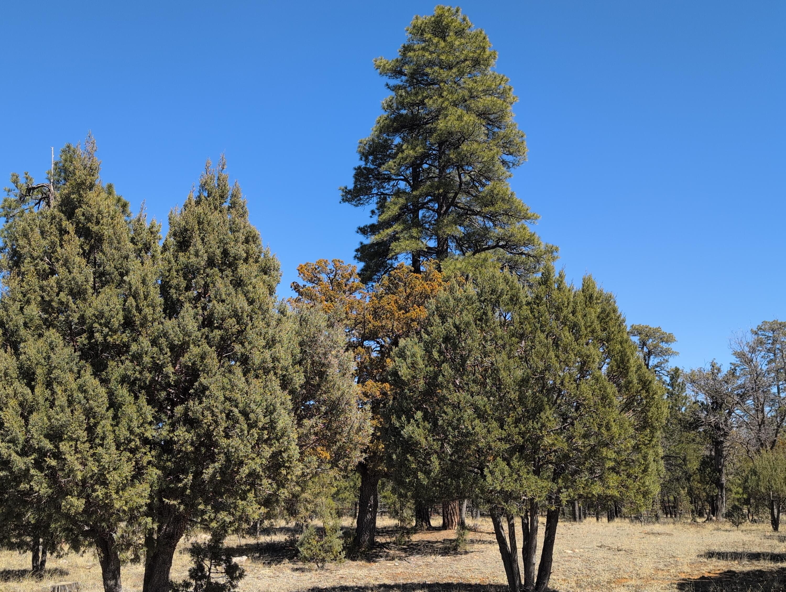 4913 Juniper Drive, Happy Jack, AZ 86024