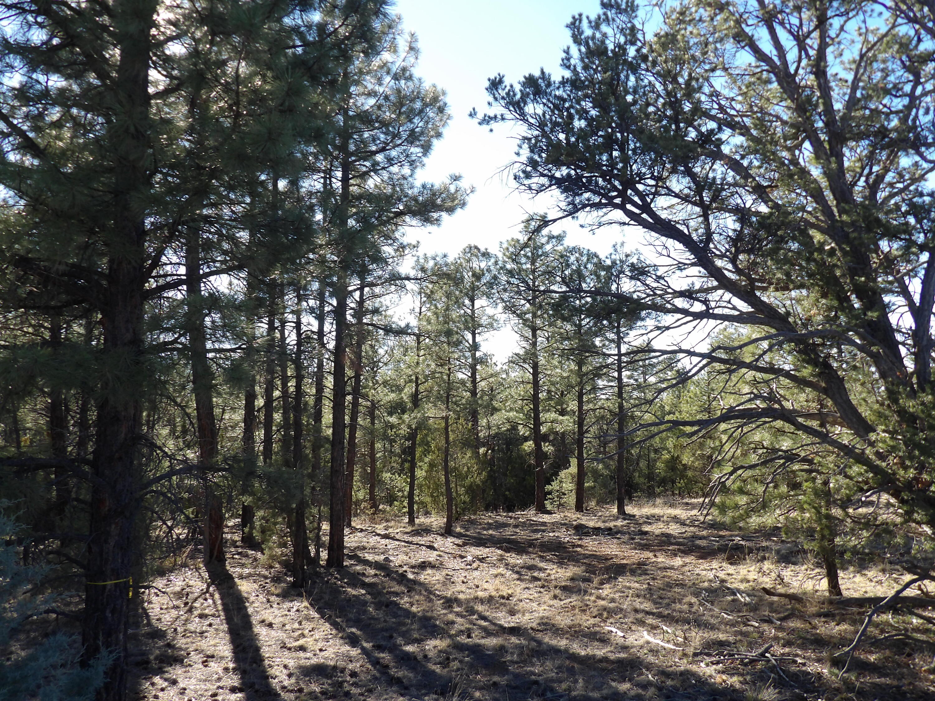 5365 Twin Oaks Loop, Happy Jack, AZ 86024 — Photo 1 of 6
