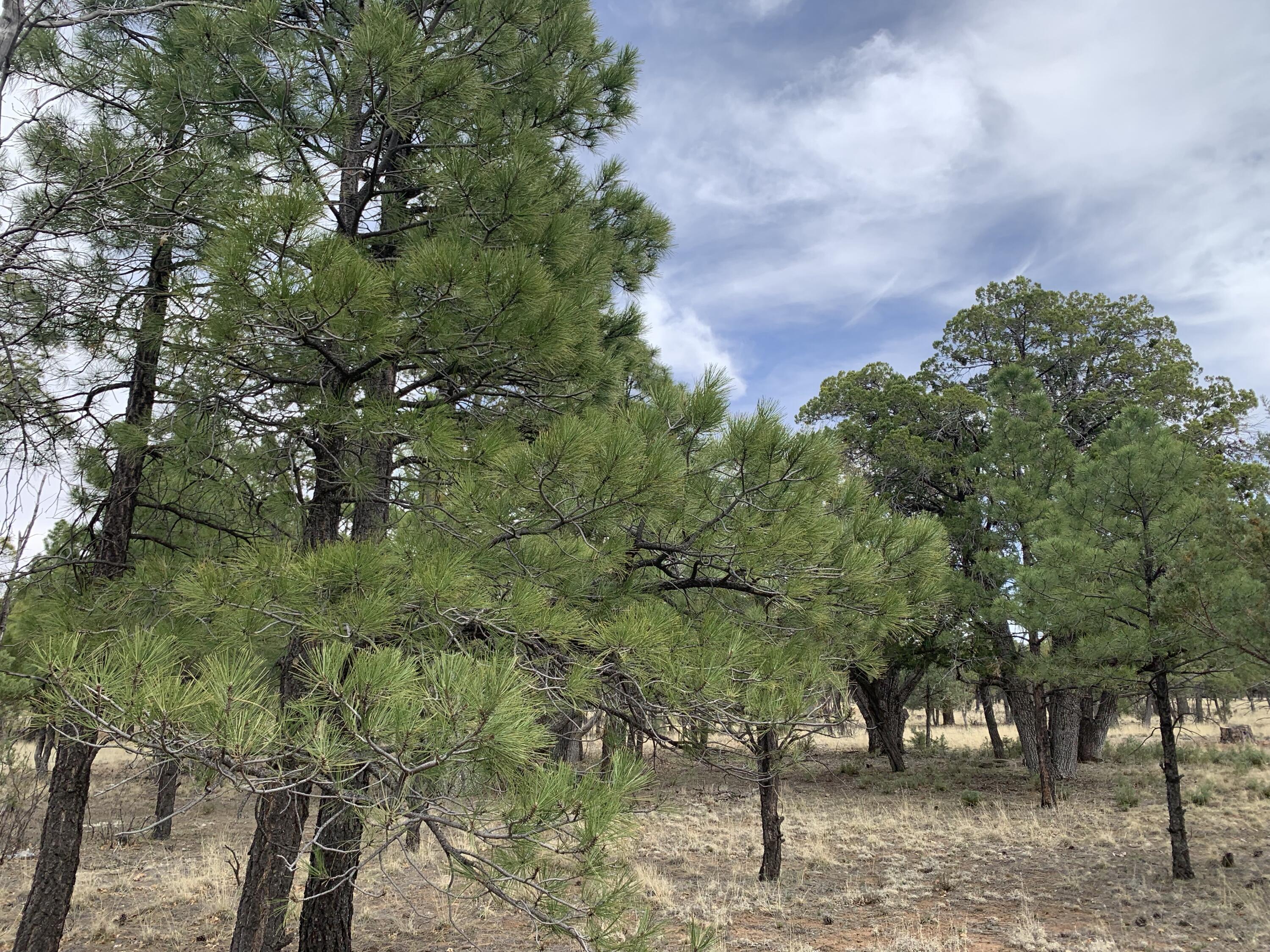 4173 Durango Drive, Happy Jack, AZ 86024