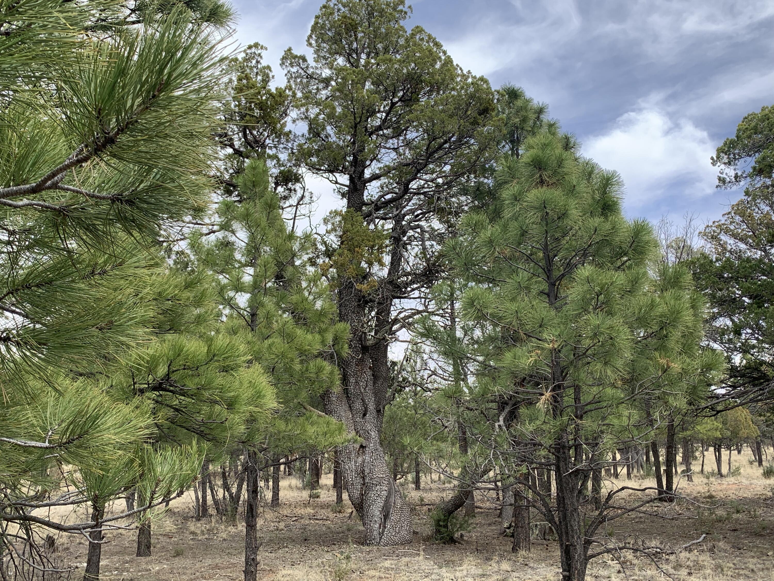 2399 Pine Crest Drive, Happy Jack, AZ 86024 — Photo 1 of 10