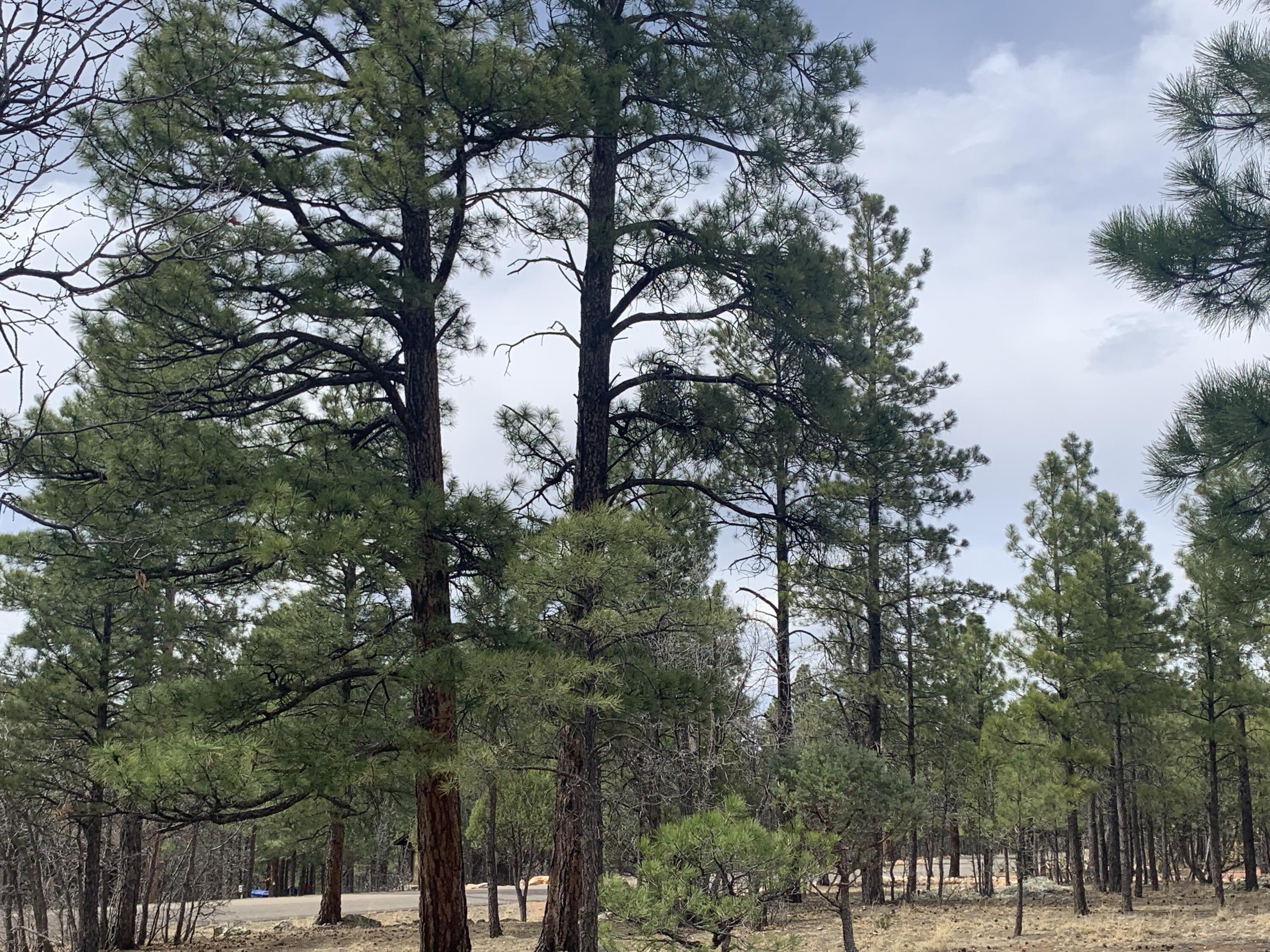 4333 Horseshoe Drive, Happy Jack, AZ 86024