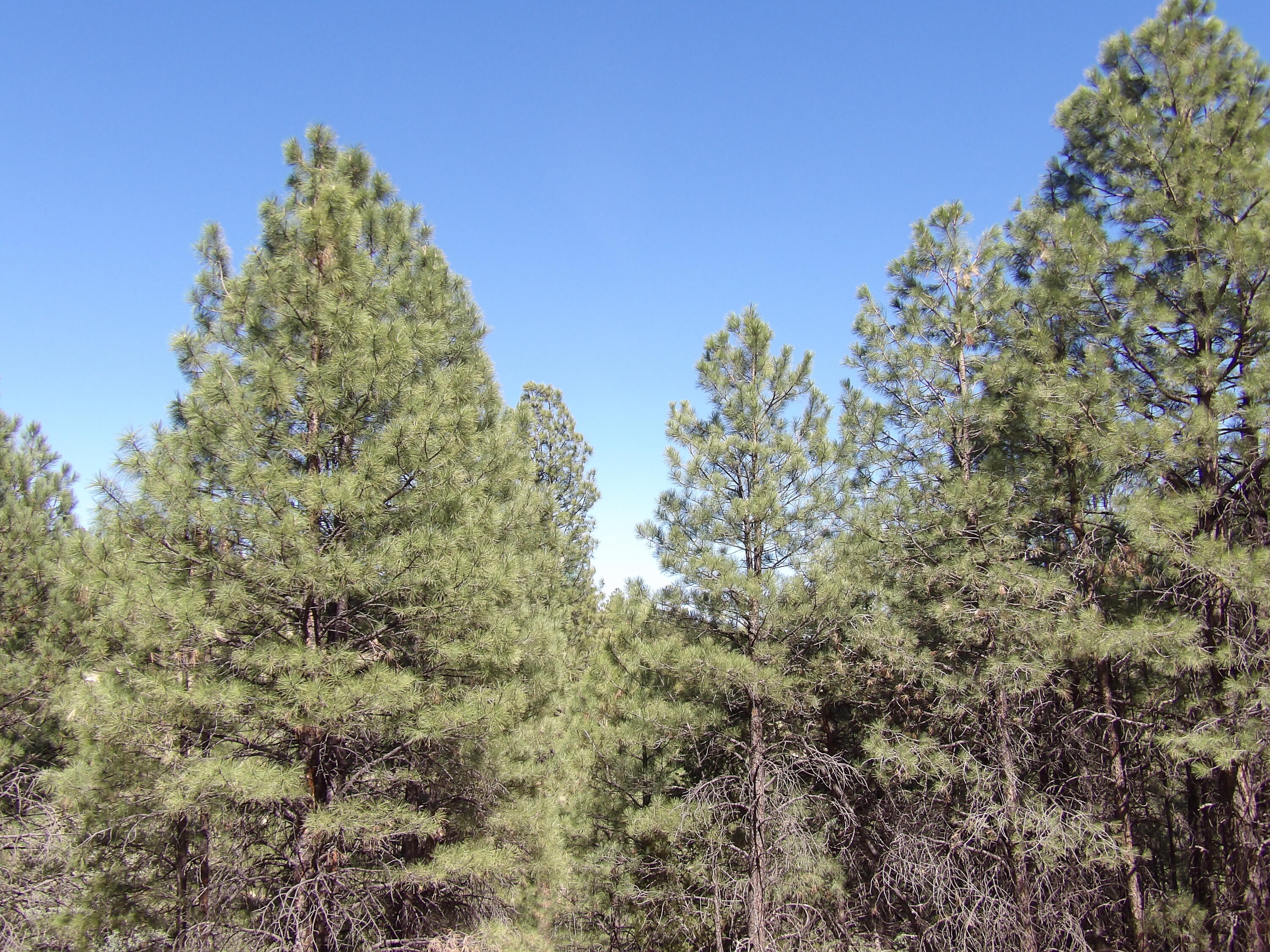 1601 Moqui Drive, Happy Jack, AZ 86024