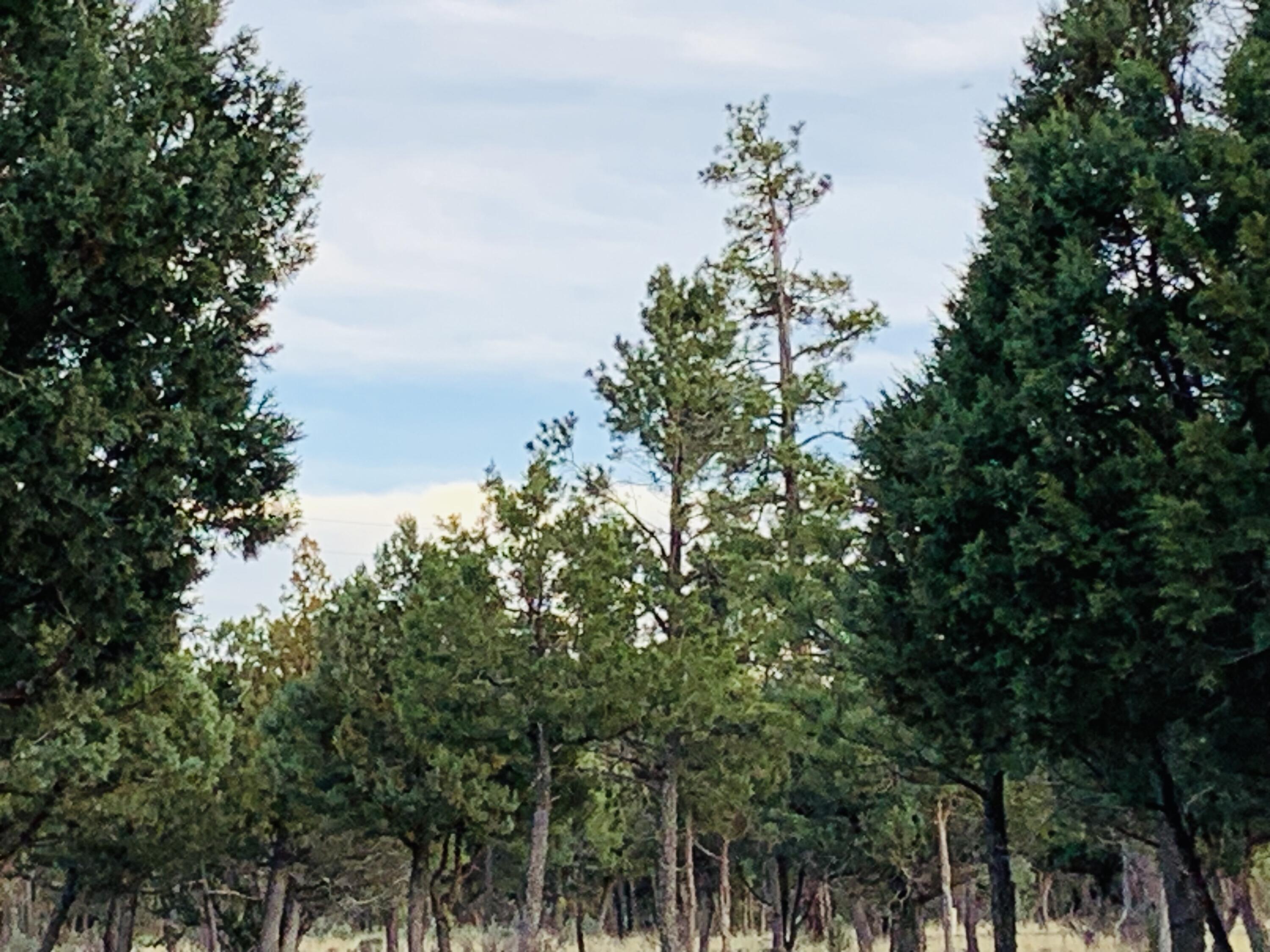 5732 Raton Circle, Happy Jack, AZ 86024