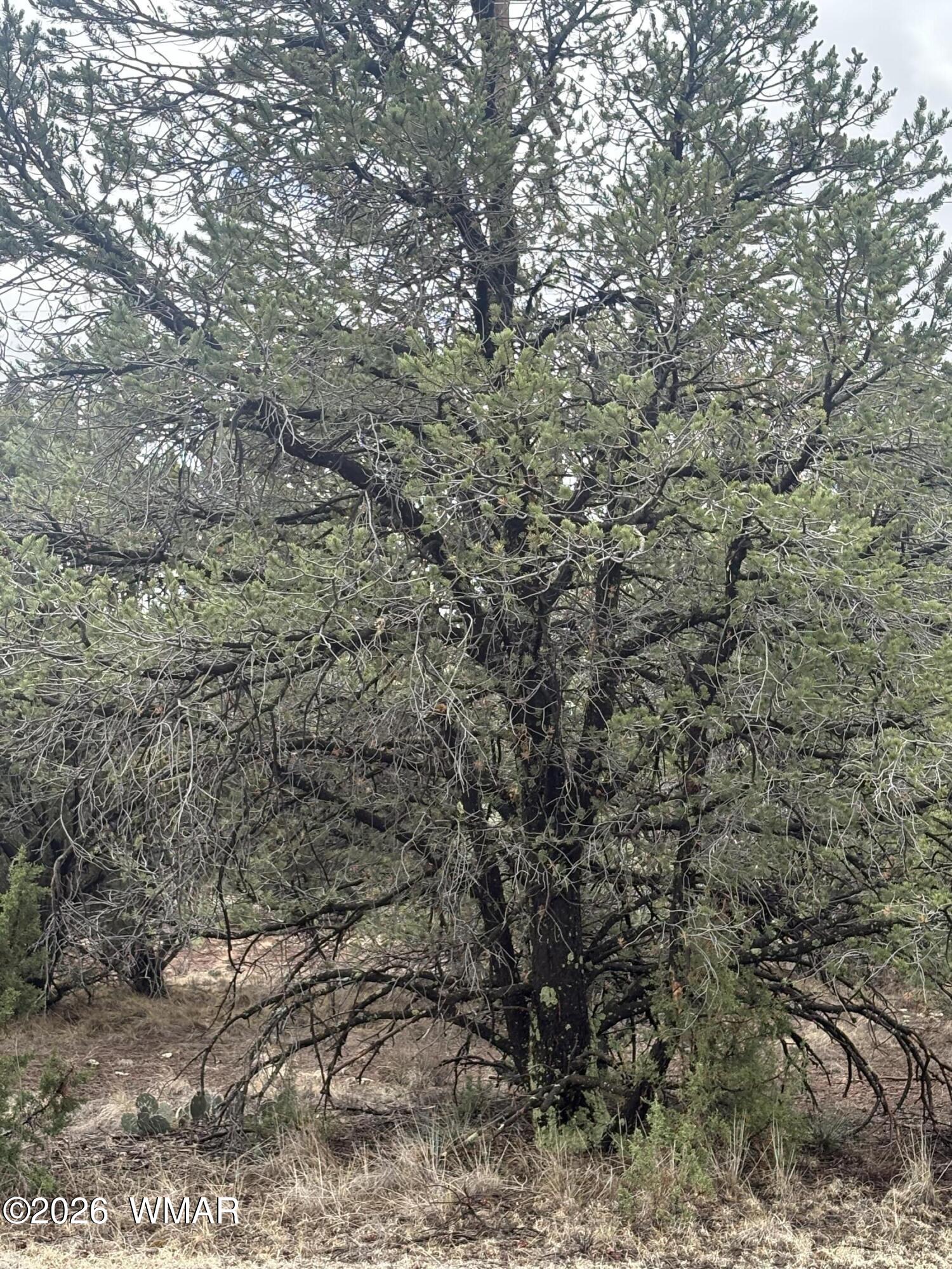 33 N3317, Vernon, AZ 85940 — Photo 1 of 4