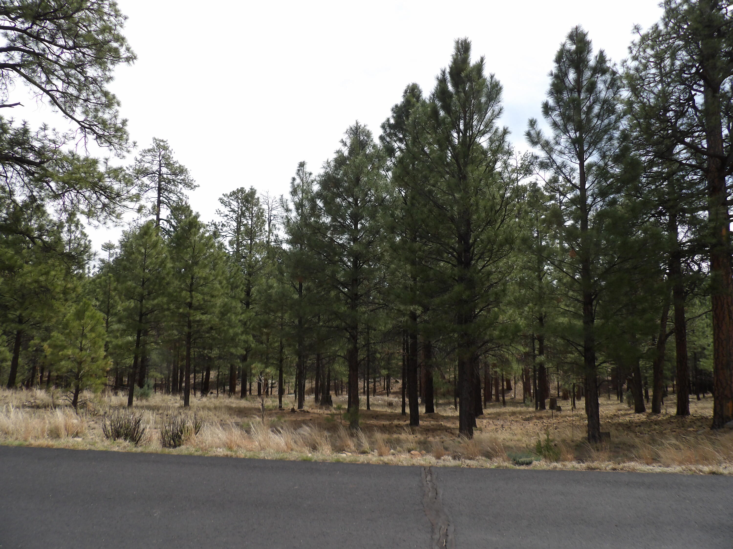 2011 Pine Canyon Drive, Happy Jack, AZ 86024