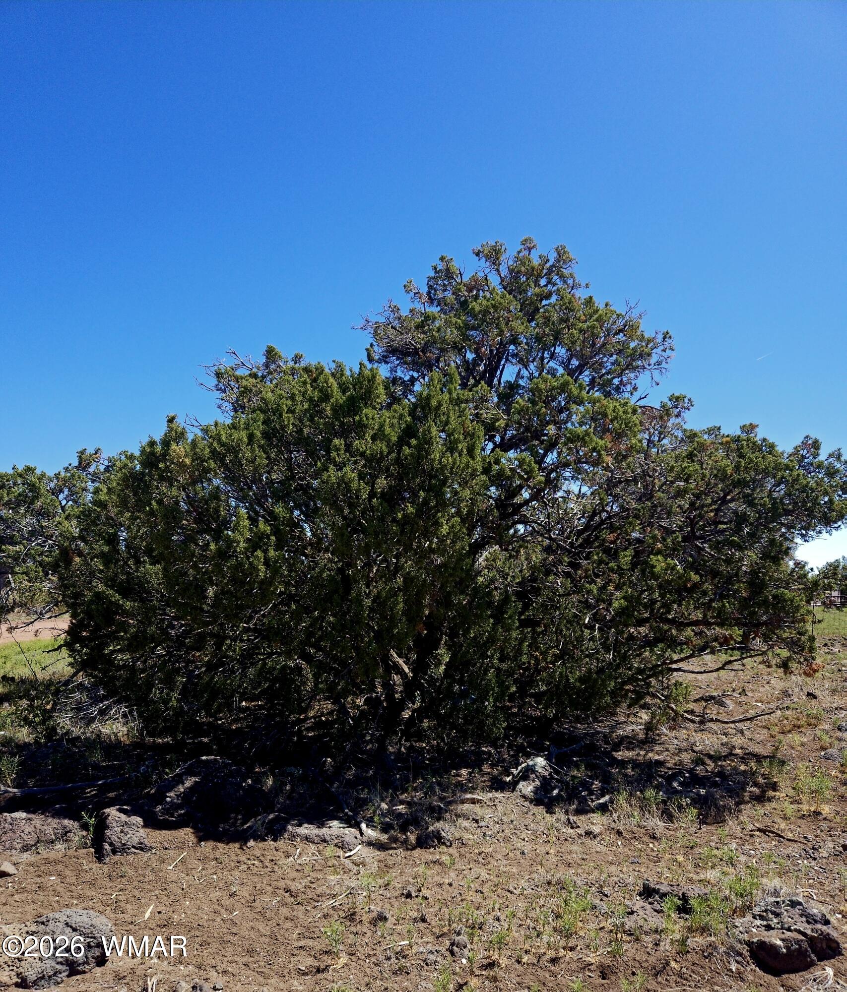 8411 Javelina Drive, Show Low, AZ 85901 — Photo 1 of 7
