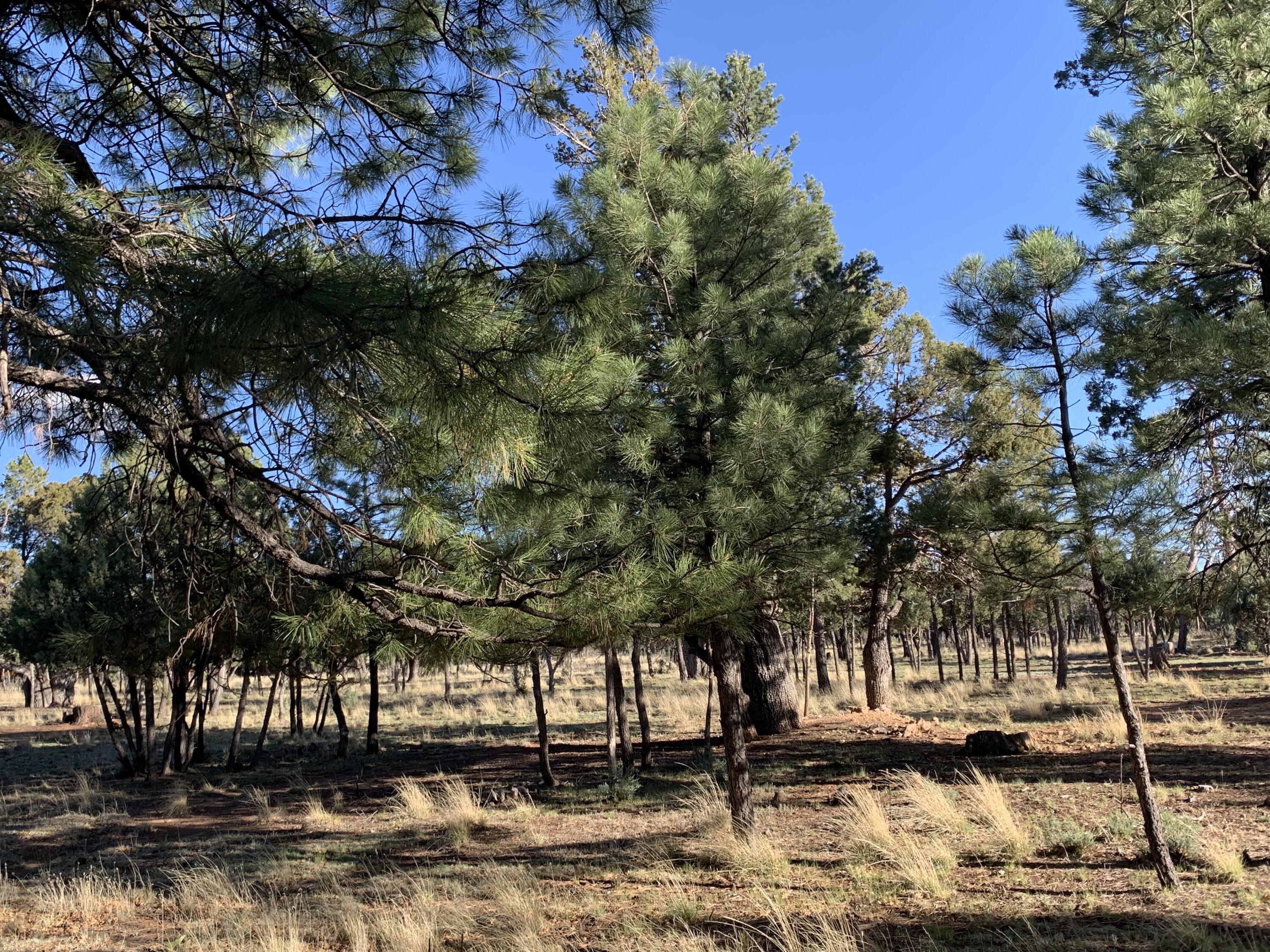 5732 Raton Circle, Happy Jack, AZ 86024