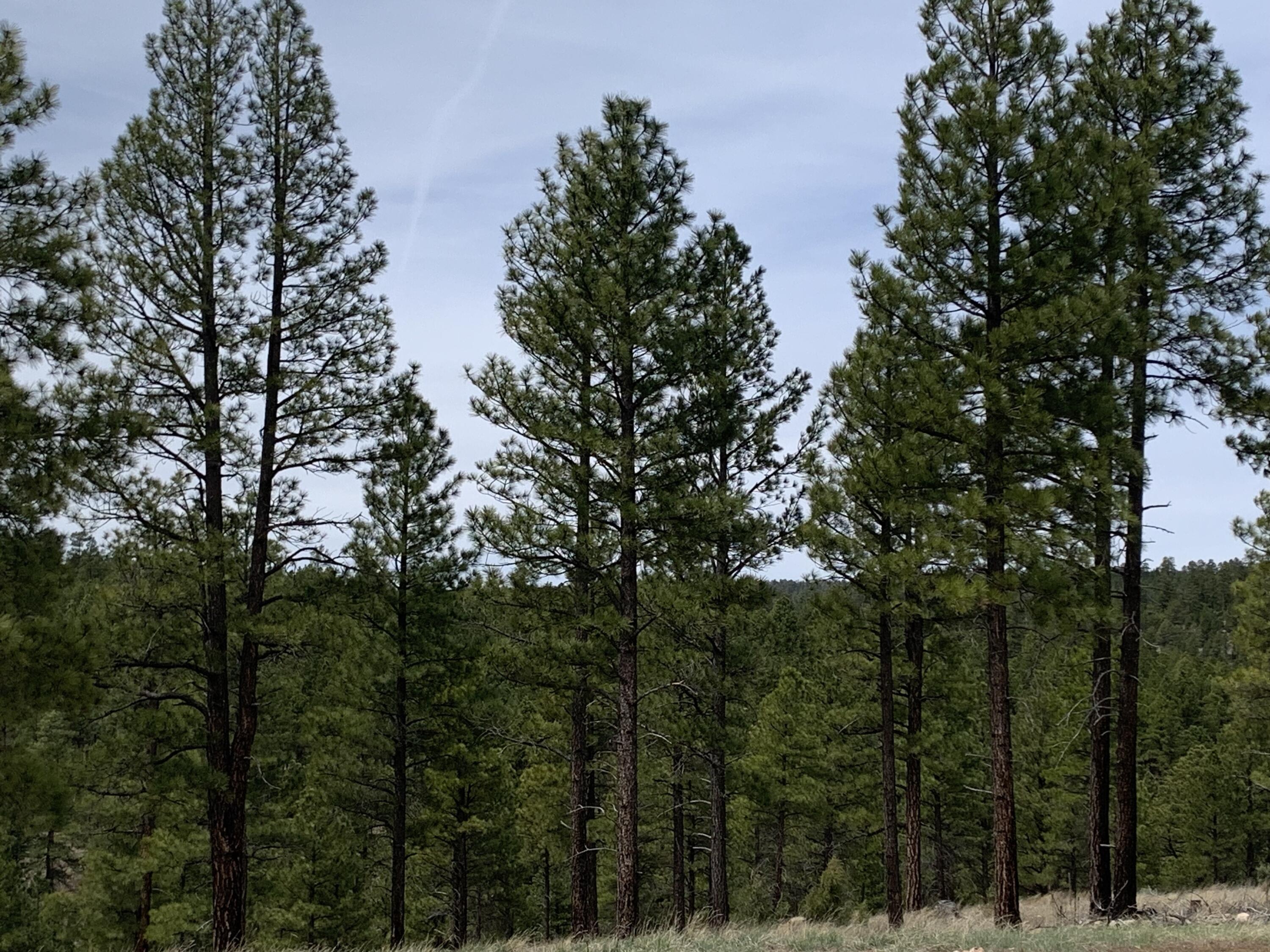 1270 Moqui Drive, Happy Jack, AZ 86024 — Photo 1 of 15