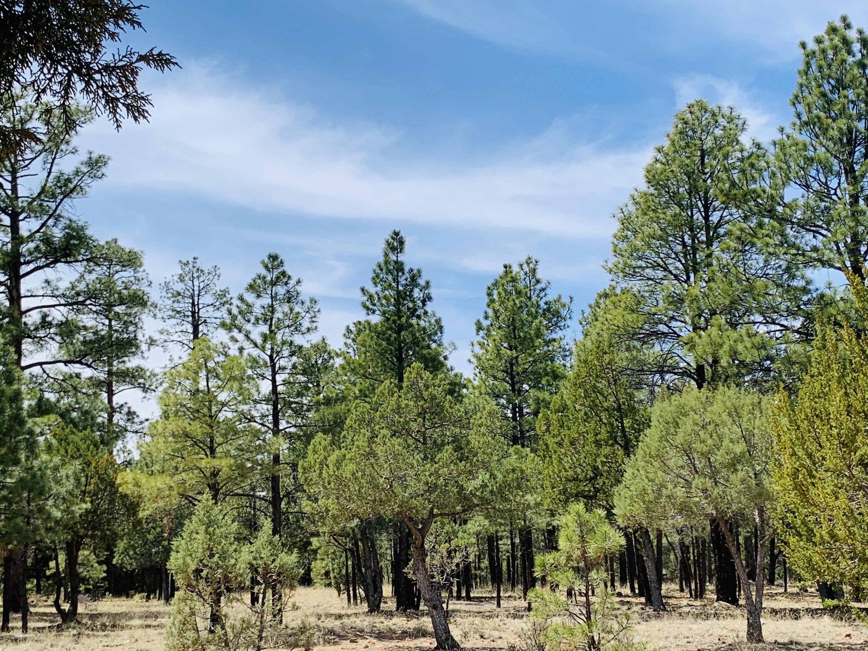 2874 Timber Ridge Circle, Happy Jack, AZ 86024 — Photo 1 of 12