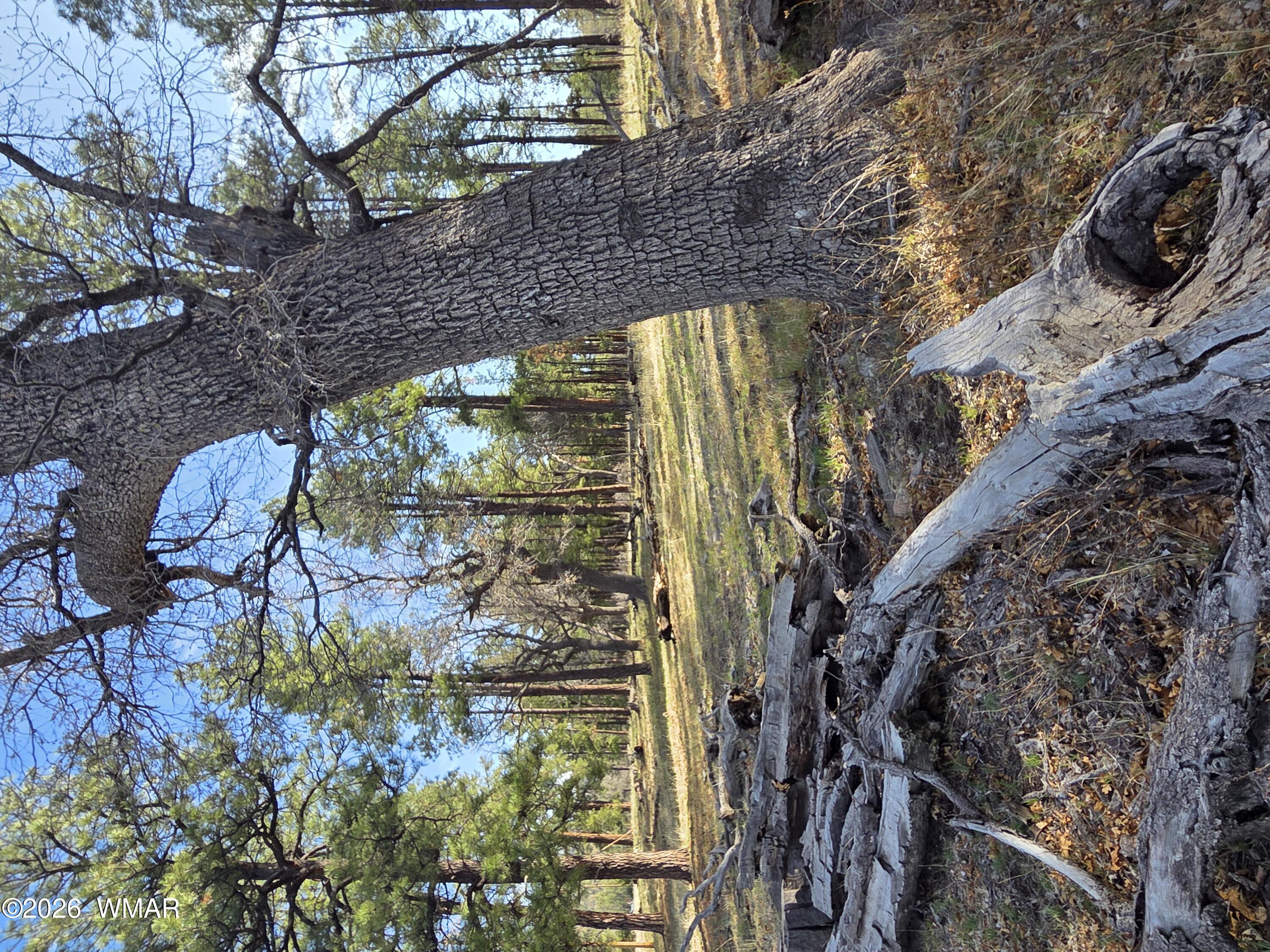 124 County Road 2117, Alpine, AZ 85920 — Photo 1 of 1
